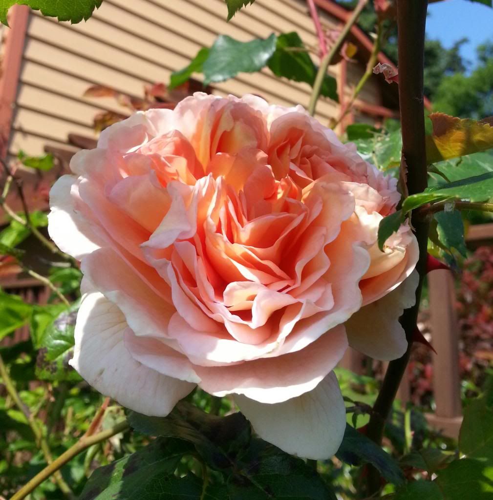  photo 20140530_100837-1_zpskxbiyiaq.jpg